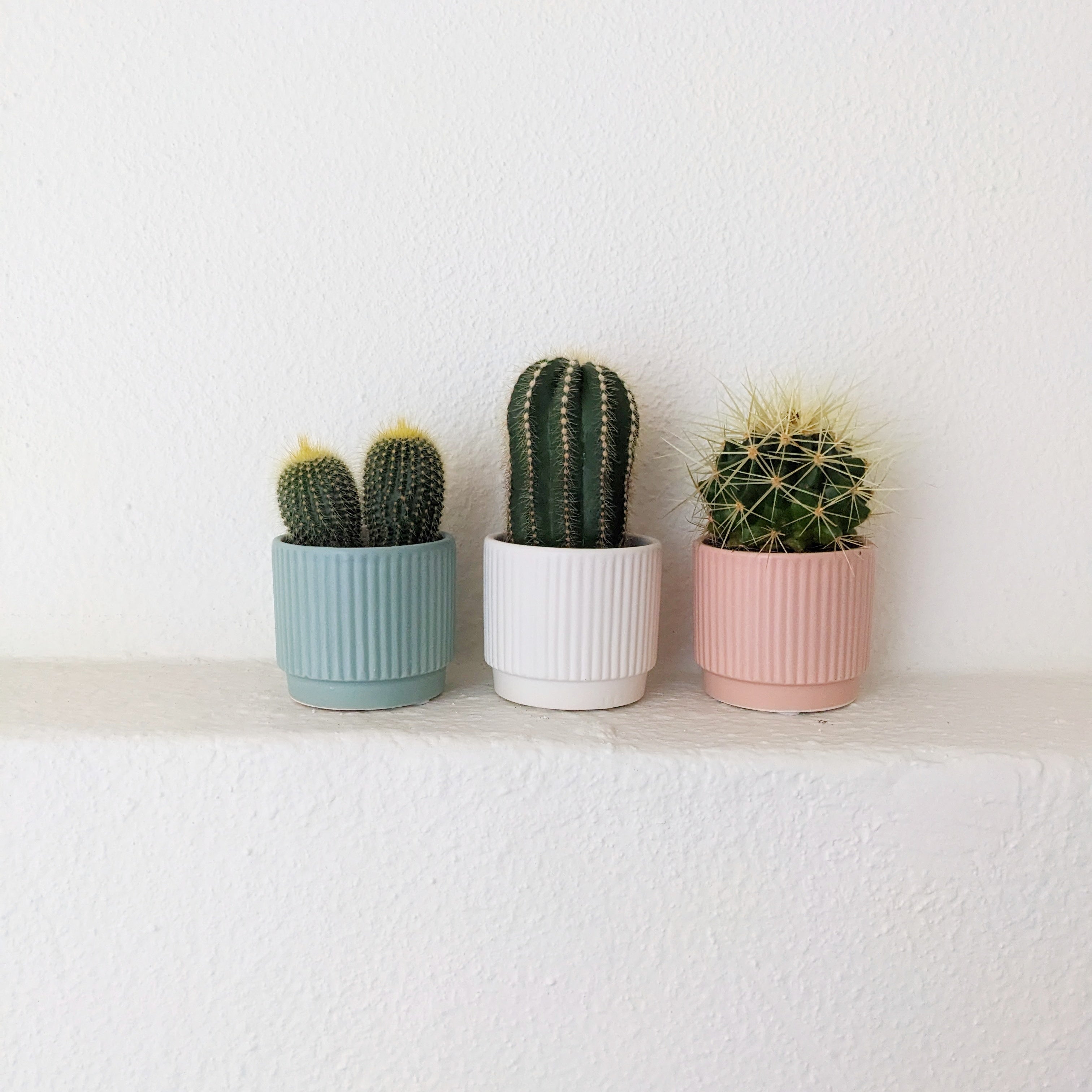 Cactus in colourful ceramic planter